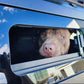 N80 Toyota Hilux J Deck 2015-Current Aluminium Tub Canopy 4 Sided Windows Toughened Glass